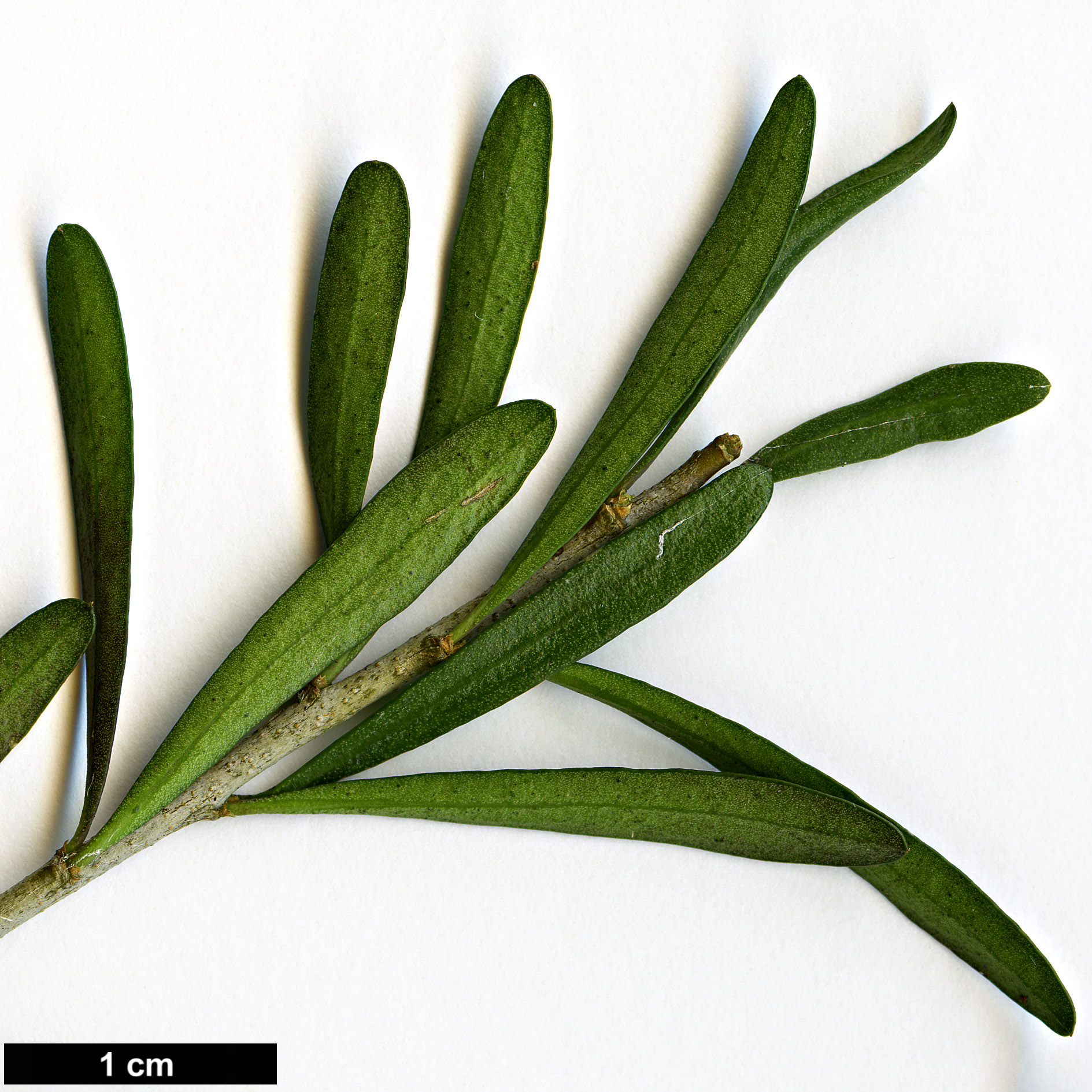 High resolution image: Family: Violaceae - Genus: Melicytus - Taxon: angustifolius