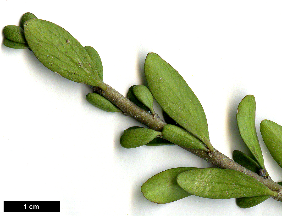 High resolution image: Family: Violaceae - Genus: Melicytus - Taxon: crassifolius