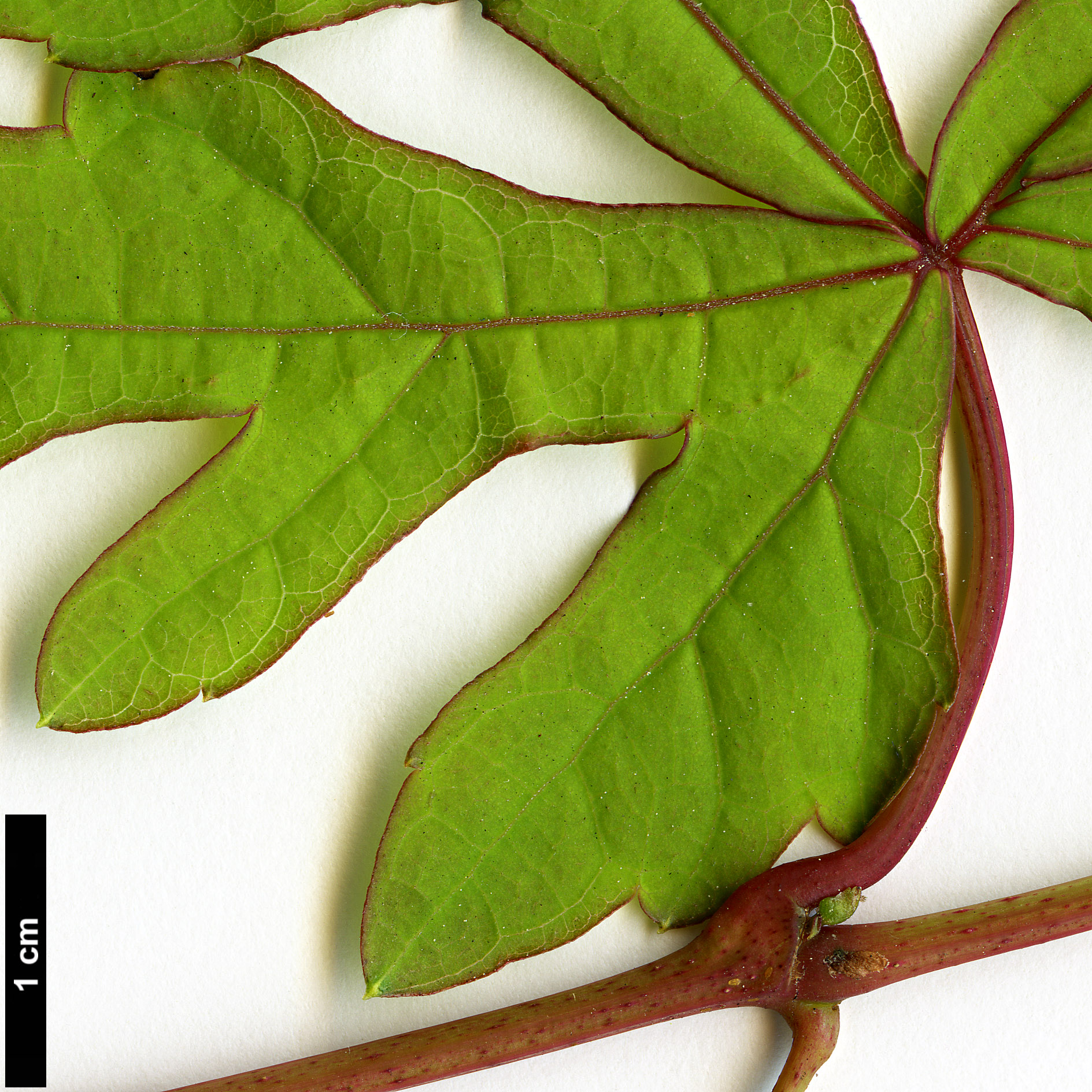 High resolution image: Family: Vitaceae - Genus: Ampelopsis - Taxon: aconitifolia