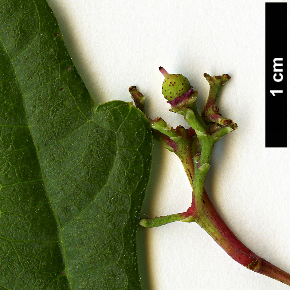 High resolution image: Family: Vitaceae - Genus: Ampelopsis - Taxon: aconitifolia