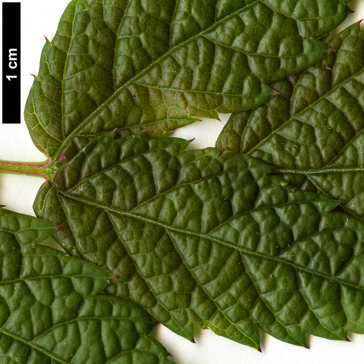 High resolution image: Family: Vitaceae - Genus: Ampelopsis - Taxon: megalophylla