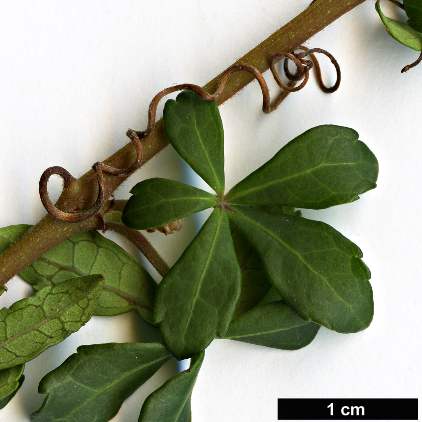 High resolution image: Family: Vitaceae - Genus: Cissus - Taxon: striatus