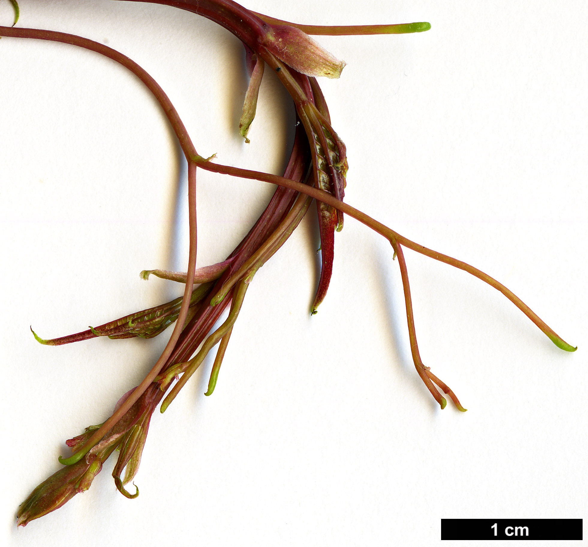 High resolution image: Family: Vitaceae - Genus: Parthenocissus - Taxon: henryana