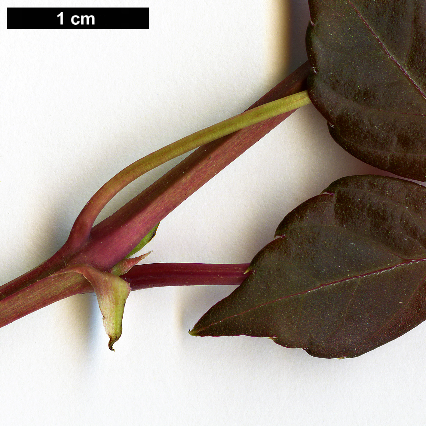 High resolution image: Family: Vitaceae - Genus: Parthenocissus - Taxon: henryana