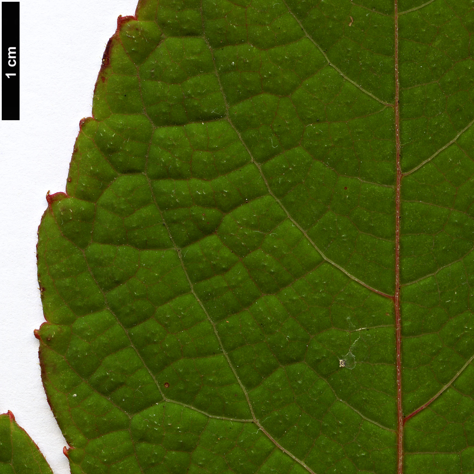 High resolution image: Family: Vitaceae - Genus: Parthenocissus - Taxon: himalayana