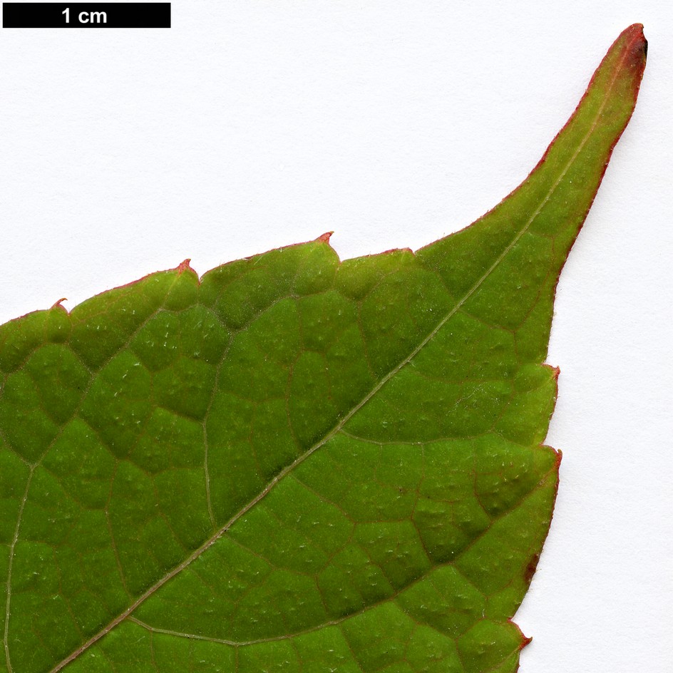 High resolution image: Family: Vitaceae - Genus: Parthenocissus - Taxon: himalayana