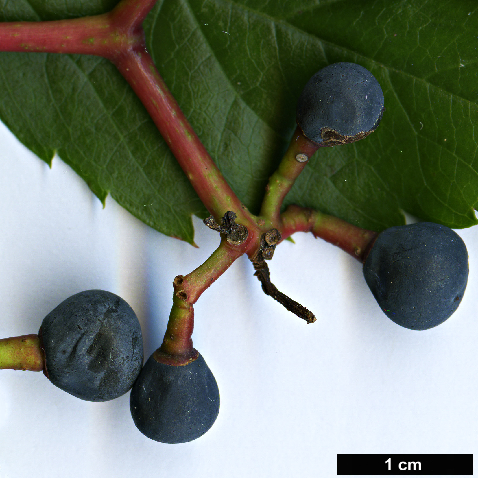 High resolution image: Family: Vitaceae - Genus: Parthenocissus - Taxon: quinquefolia