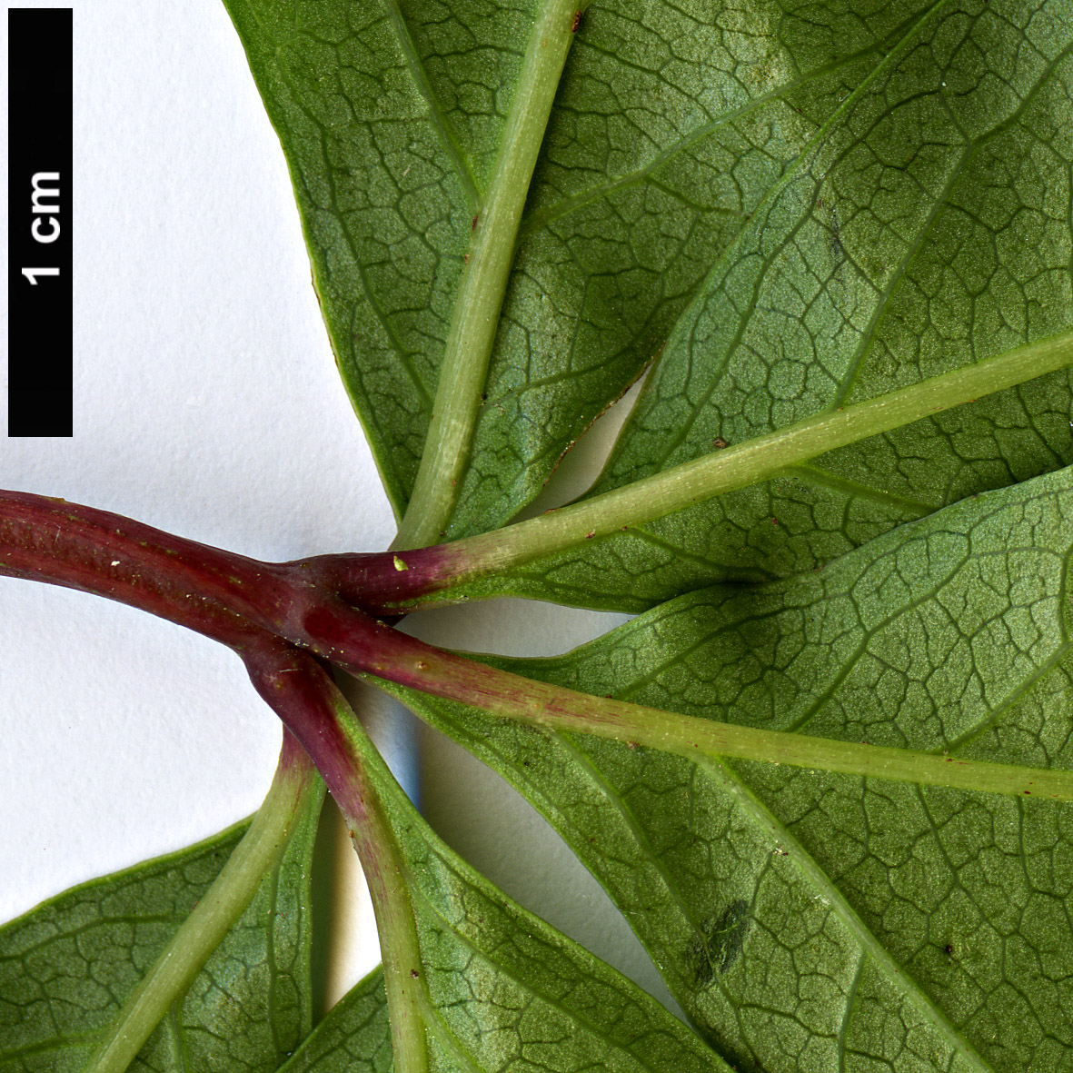 High resolution image: Family: Vitaceae - Genus: Parthenocissus - Taxon: quinquefolia