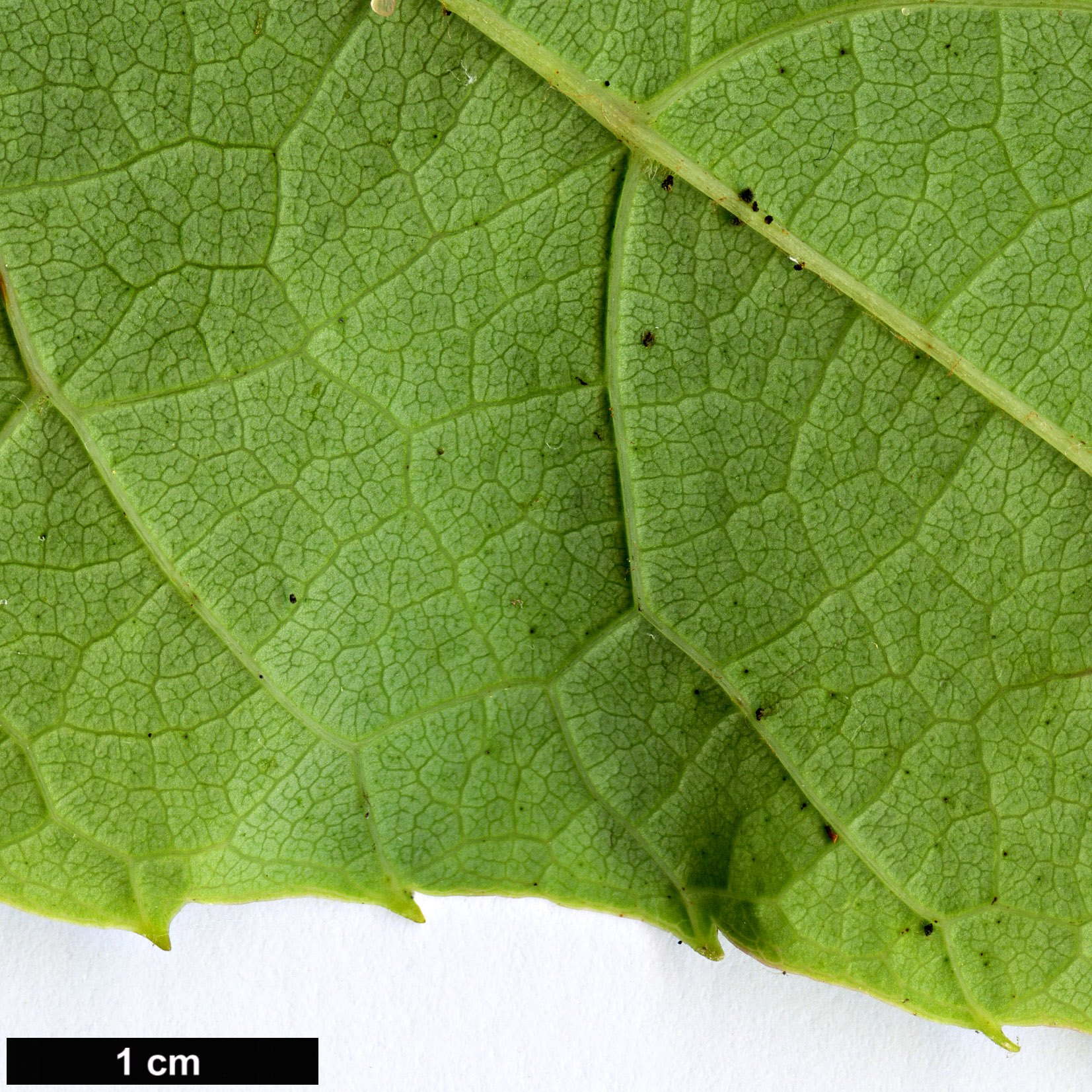 High resolution image: Family: Vitaceae - Genus: Vitis - Taxon: davidii