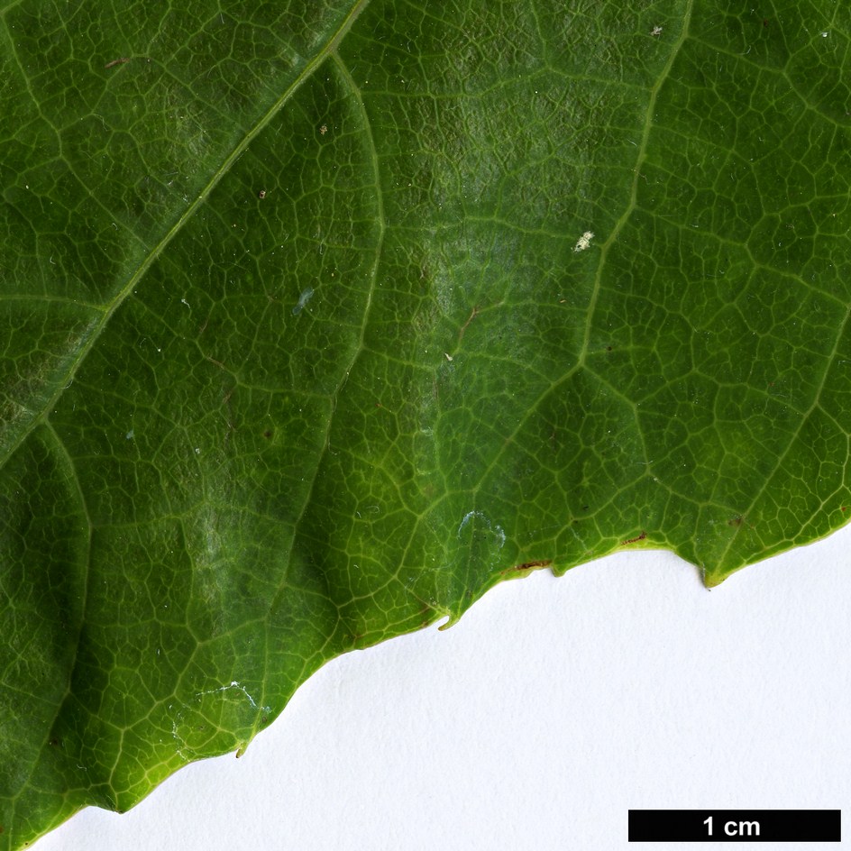 High resolution image: Family: Vitaceae - Genus: Vitis - Taxon: davidii