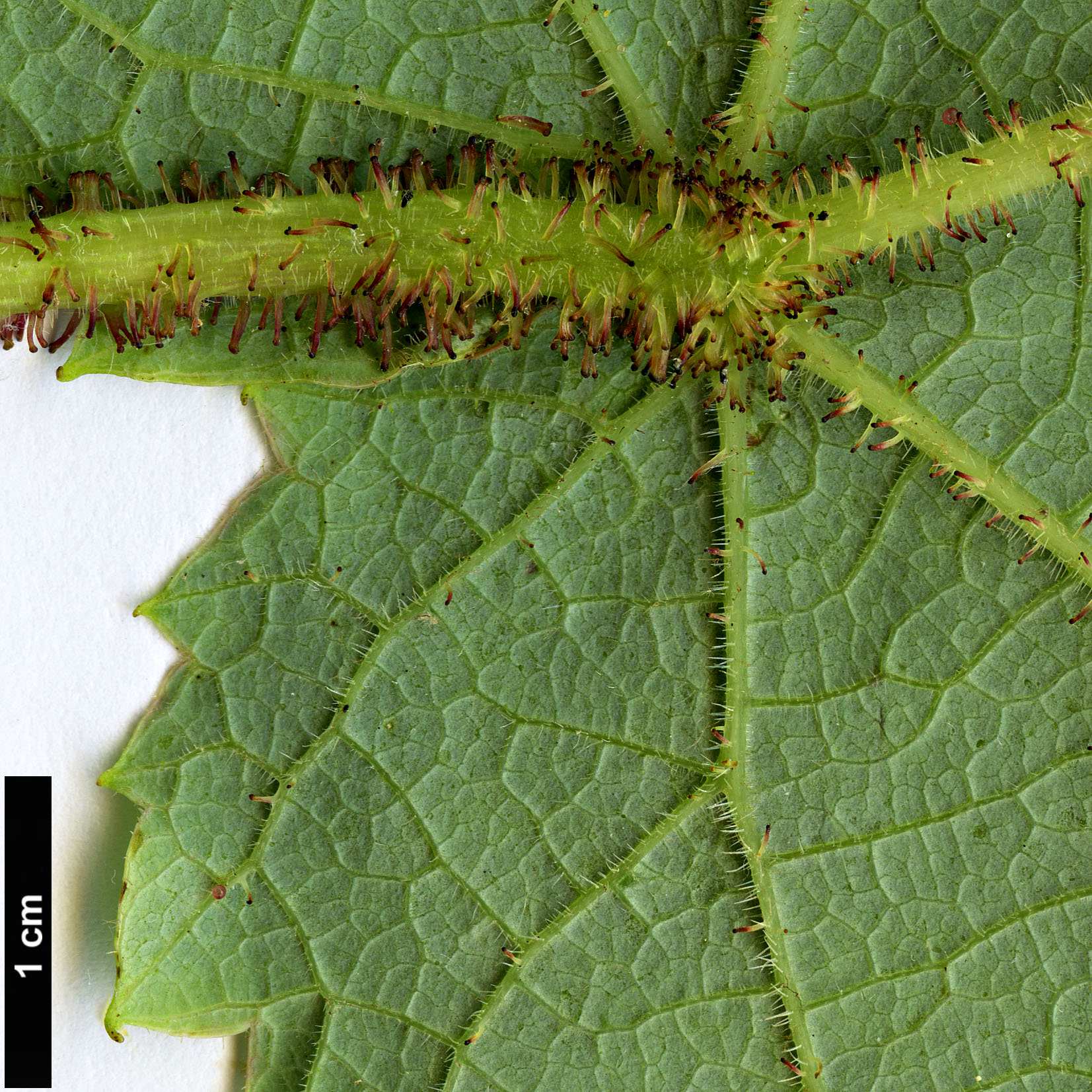 High resolution image: Family: Vitaceae - Genus: Vitis - Taxon: romanetii